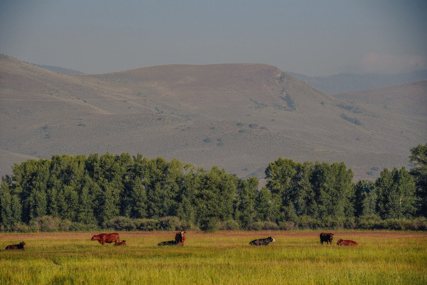 USA Beef Liver Capsules